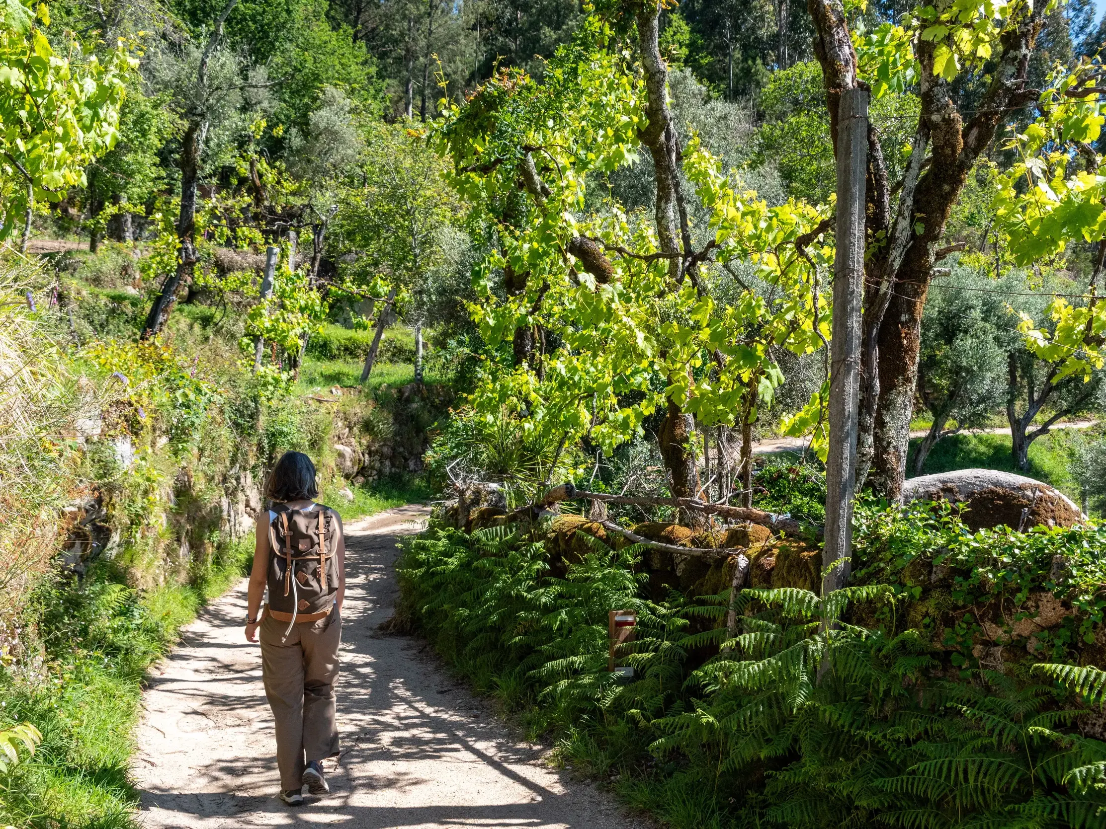 Eine Wanderin mit Rucksack geht auf dem sonnigen Jakobsweg durch die üppig grünen Weinberge Nordportugals.