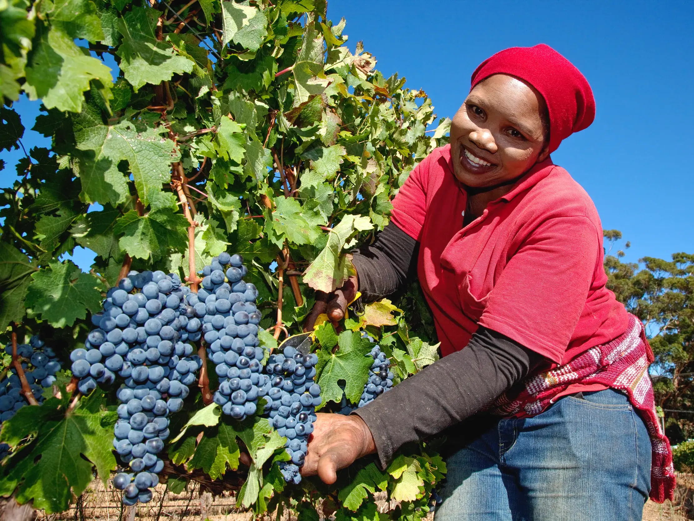 Eine lächelnde Erntehelferin in roter Mütze pflückt reife, blaue Weintrauben in einem sonnigen Weinberg in den Winelands Südafrikas.