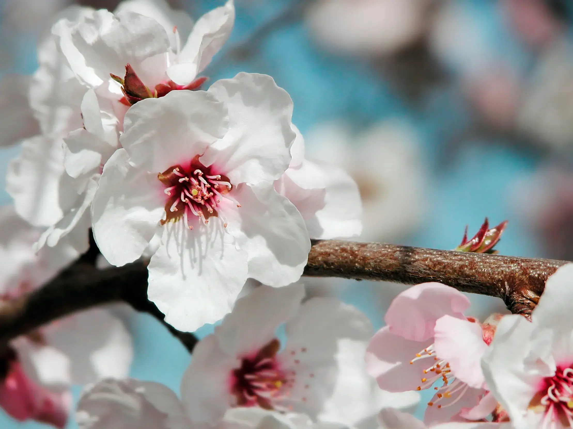 Weiße und zartrosa Mandelblüten an einem Zweig kündigen den Frühling auf Mallorca an