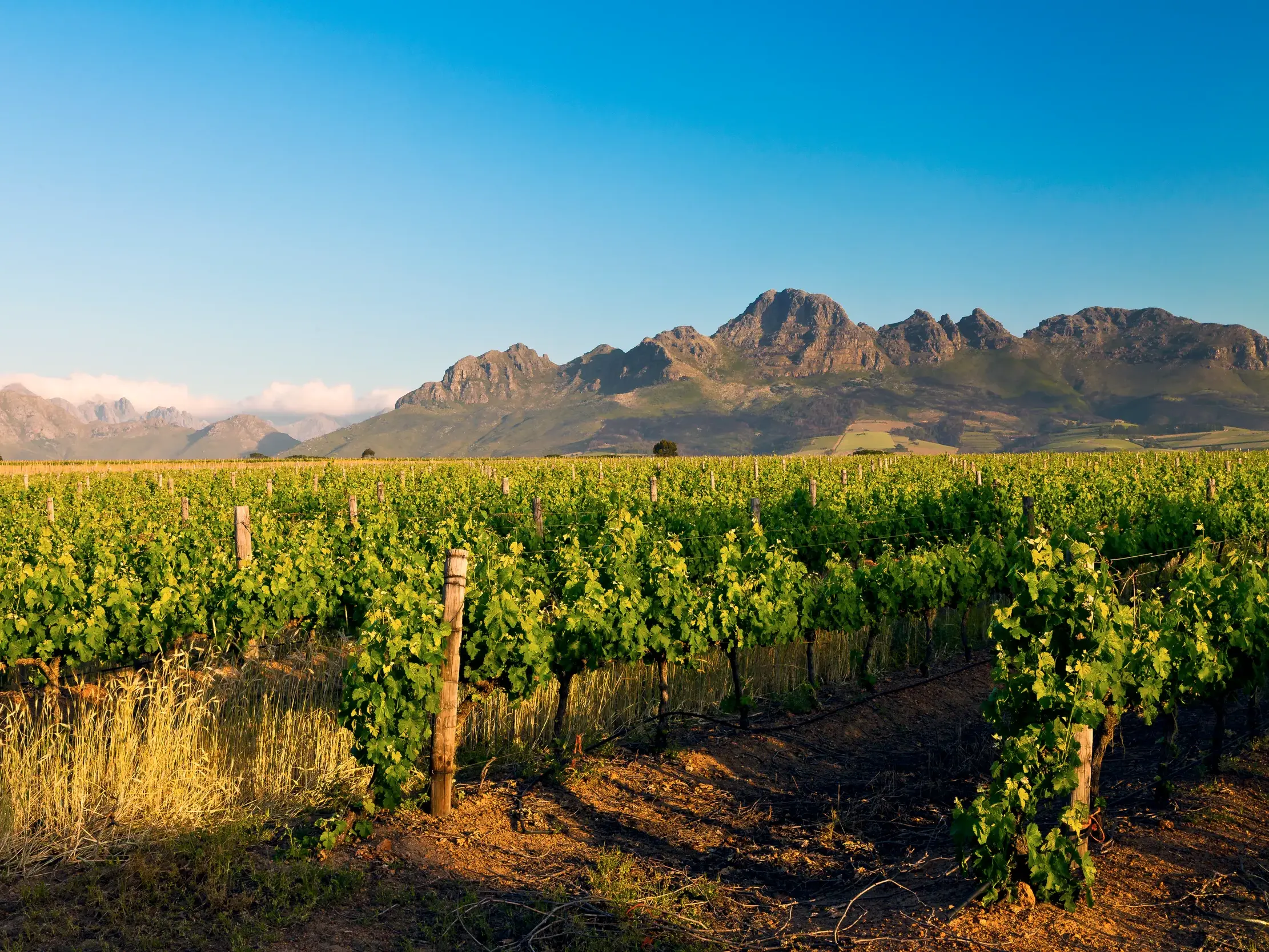 Grüne Weinreben in einem Weinberg in der Weinregion Stellenbosch in Südafrika vor einer imposanten Bergkette bei Sonnenschein.