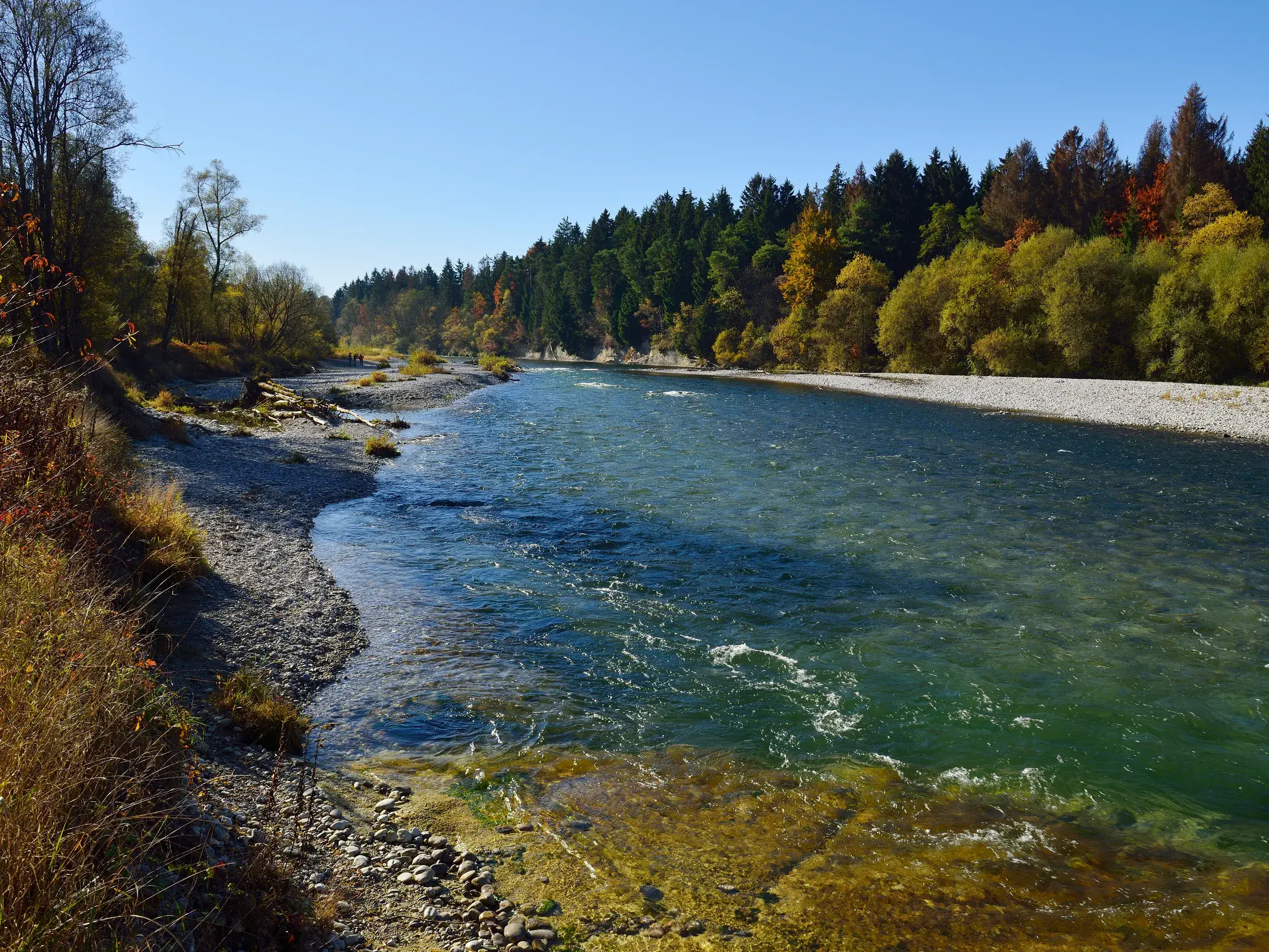 Die unberührte Isar in Bayerisch-Kanada mit türkisem Wasser, Kiesufern und herbstlichem Wald an einem sonnigen Tag.
