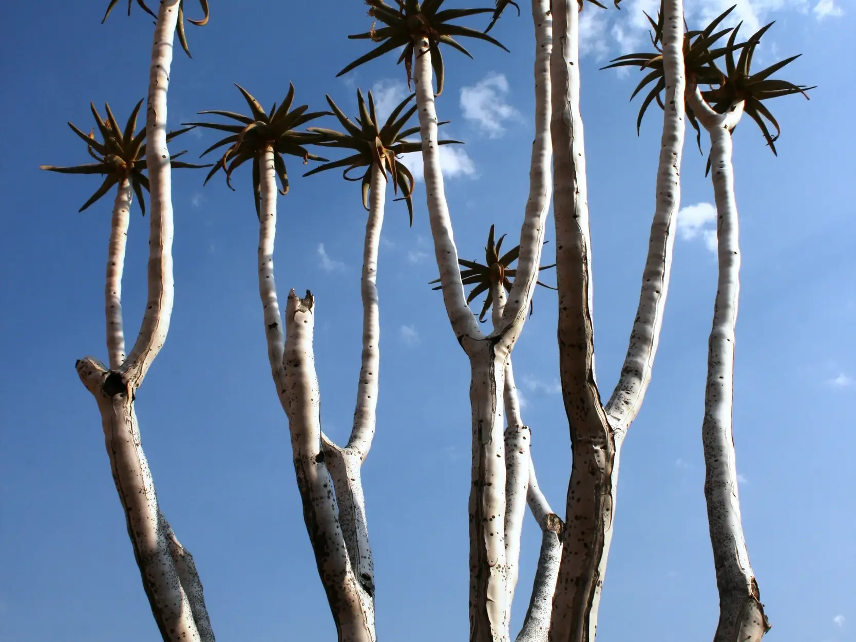 Die knorrigen Äste und hellen Stämme der Köcherbäume im Köcherbaumwald in Namibia vor strahlend blauem Himmel.