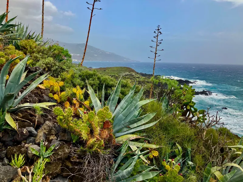 Sukkulenten wie Agaven und Kakteen wachsen auf Vulkangestein an der grünen, rauen Küste von La Palma mit Blick aufs Meer.