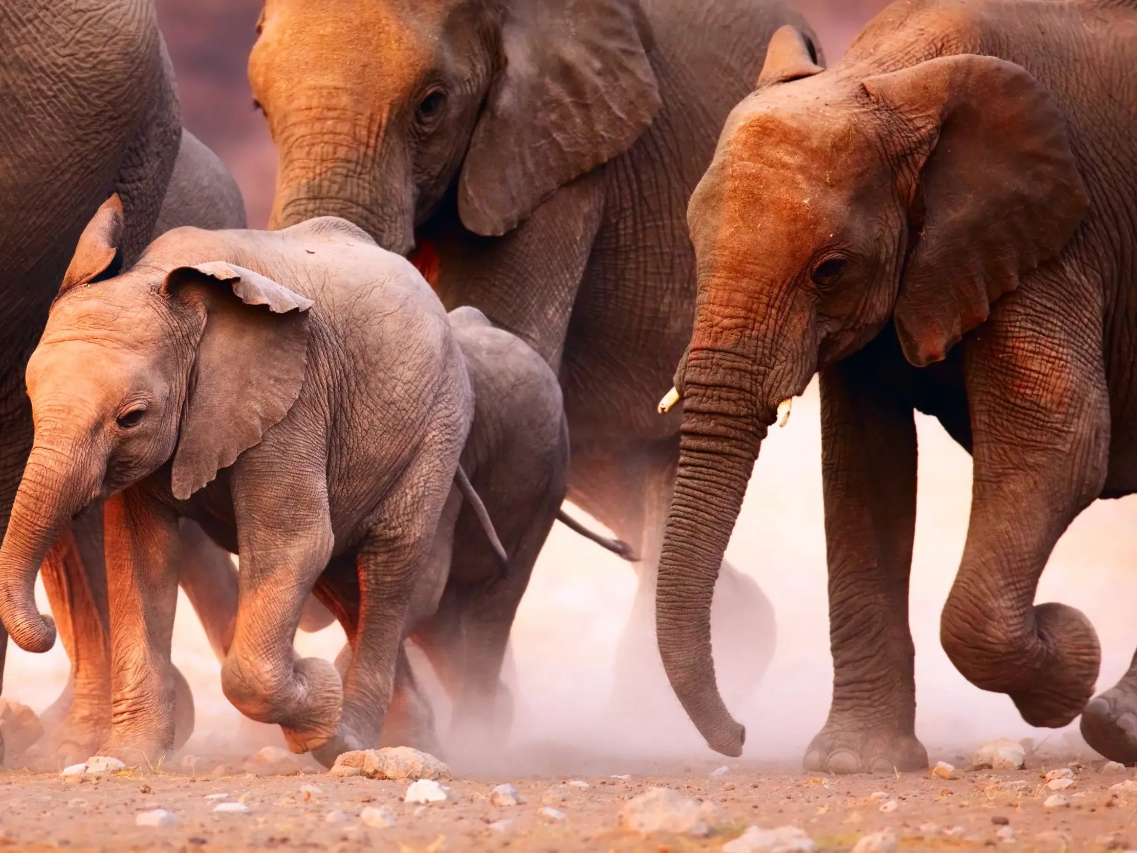 Ein Elefantenjunges wandert geschützt von seiner Herde durch die aufgewirbelte, rote Erde des Damaralands in Namibia.