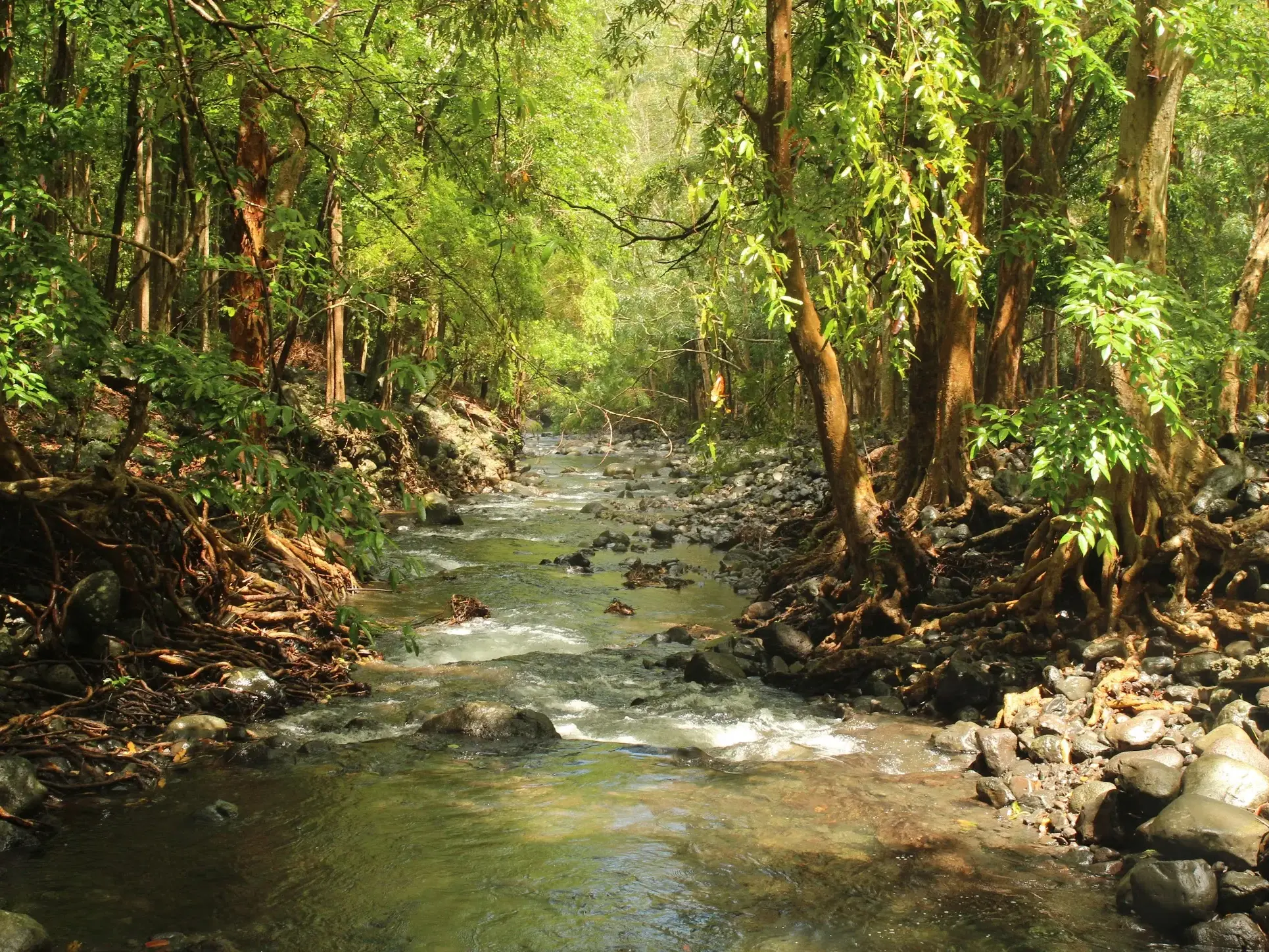 Ein steiniger Flusslauf inmitten des dichten, tropischen Waldes im Black-River-Gorges-Nationalpark auf Mauritius.