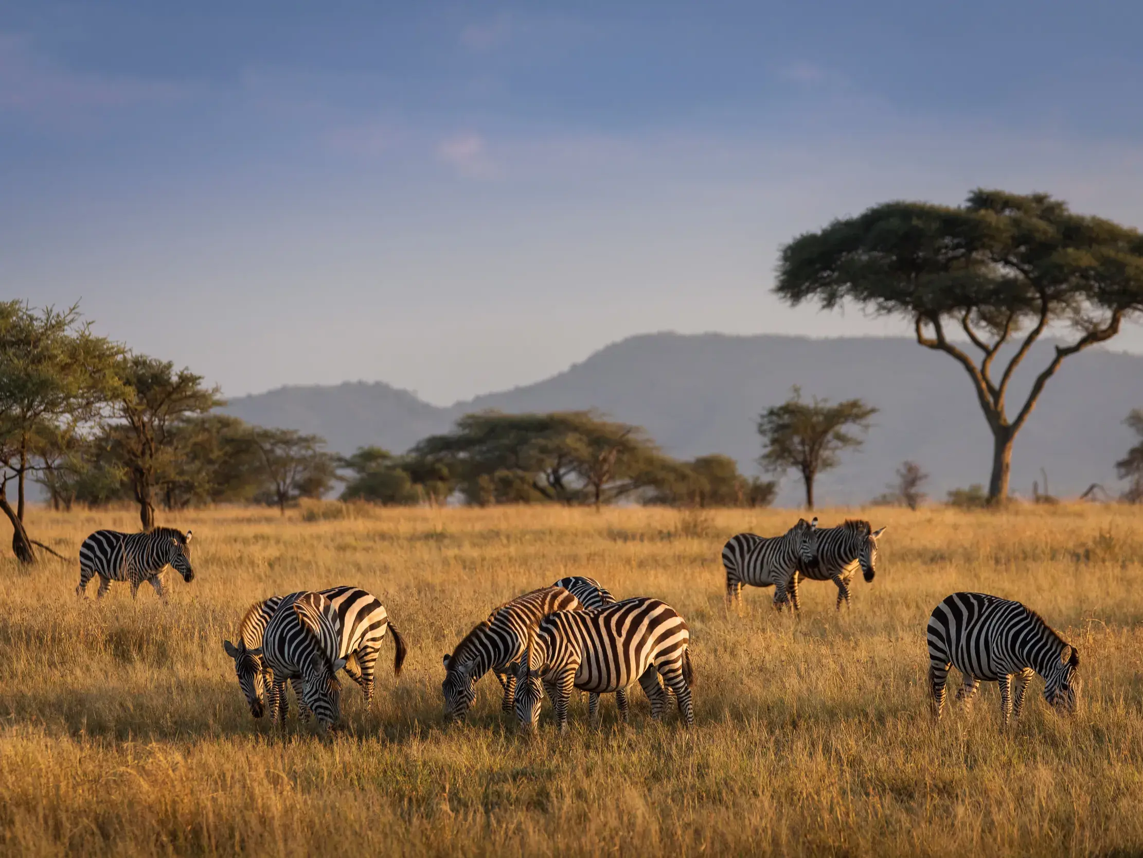 Eine Zebraherde grast im goldenen Abendlicht in der weiten Savanne des Serengeti-Nationalparks in Tansania.