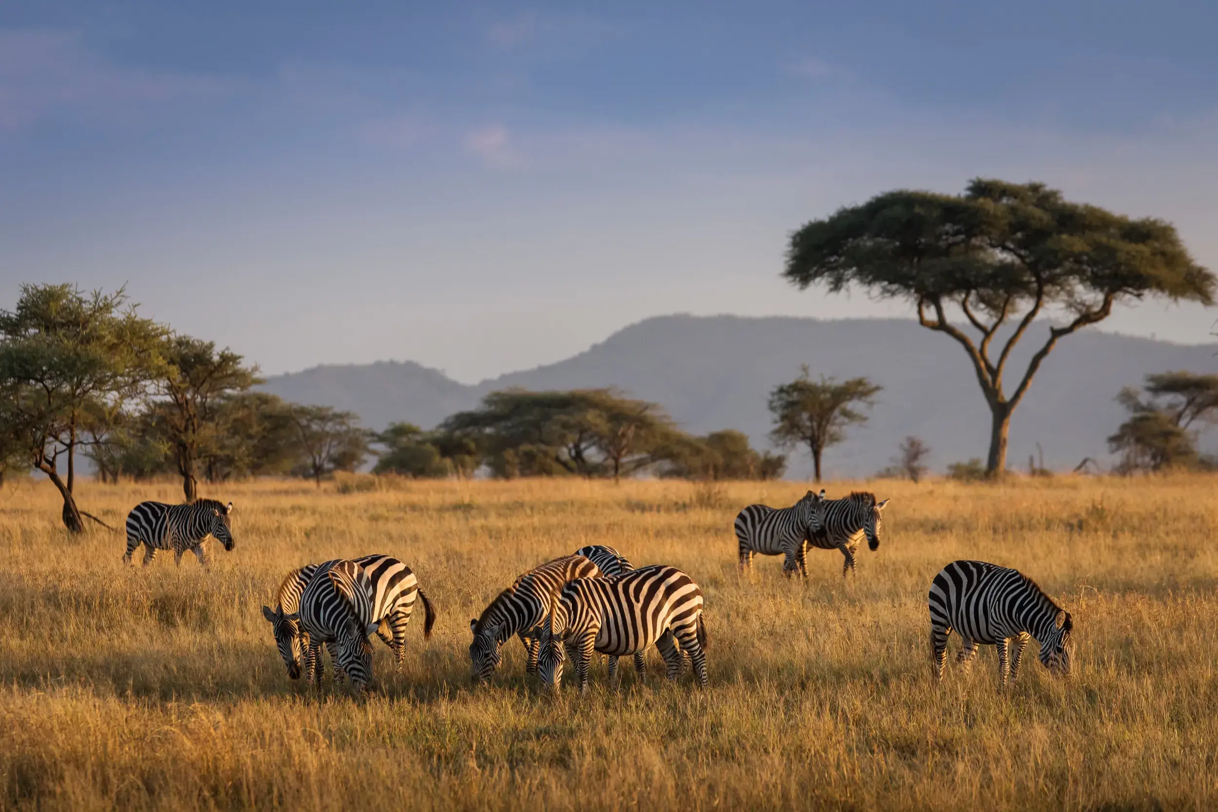 Eine Zebraherde grast im goldenen Abendlicht in der weiten Savanne des Serengeti-Nationalparks in Tansania.