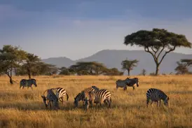 Eine Zebraherde grast im goldenen Abendlicht in der weiten Savanne des Serengeti-Nationalparks in Tansania.