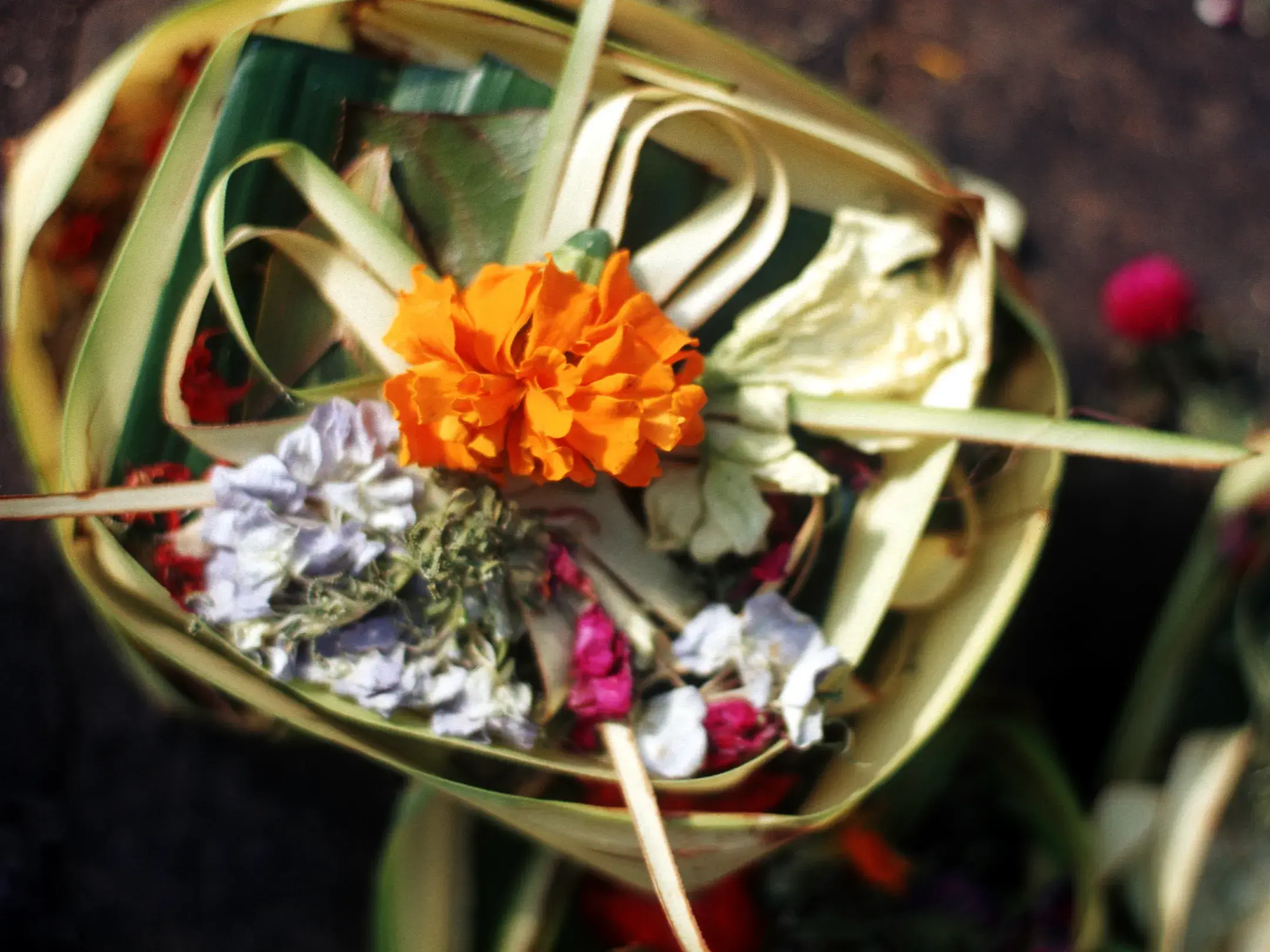 Nahaufnahme einer balinesischen Opfergabe, Canang Sari, in einem Korb aus Palmblättern mit einer leuchtend orangen Blume.