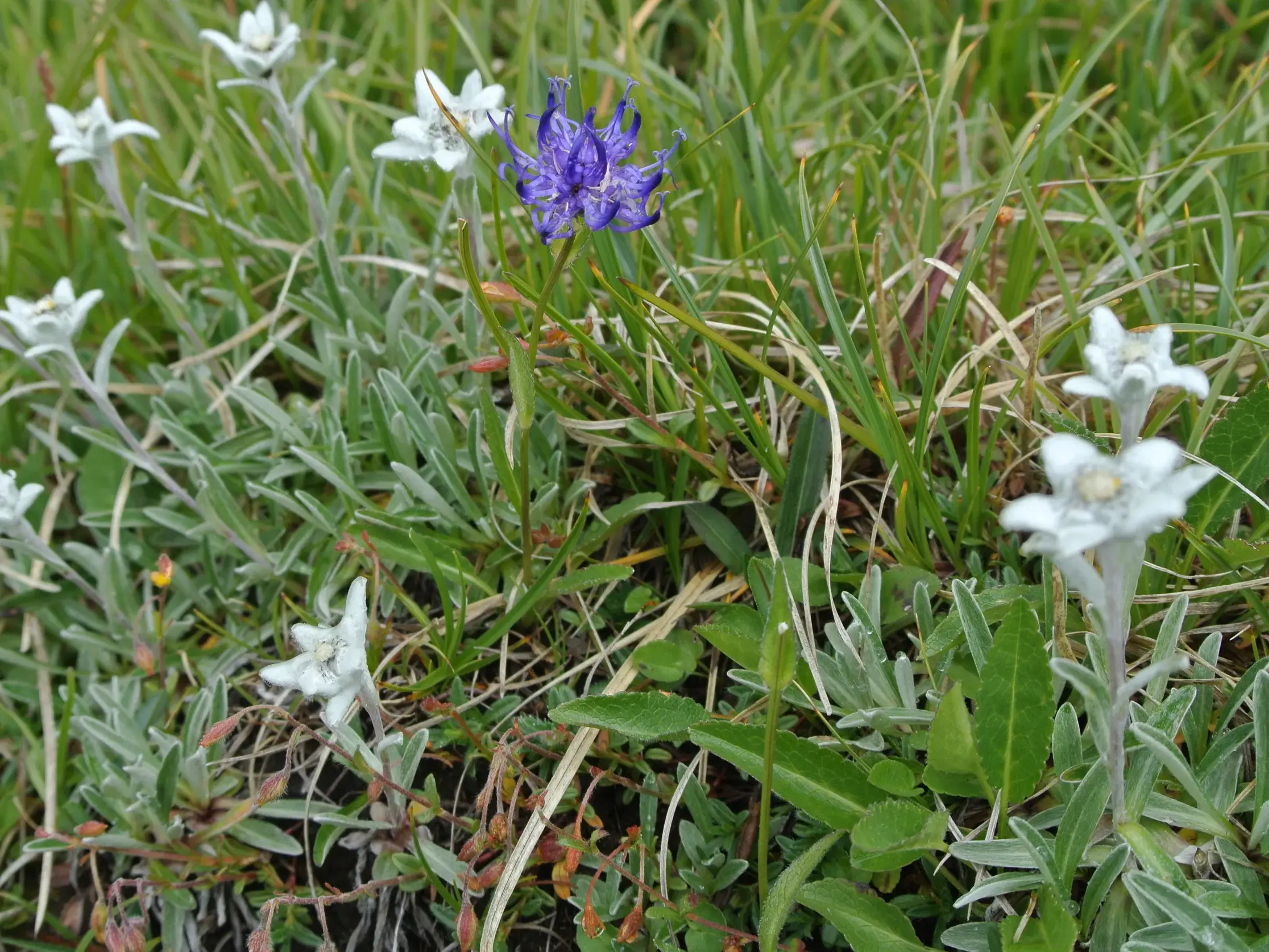 Weiße Edelweißblüten und eine lila Teufelskralle auf einer Bergwiese im Nationalpark Hohe Tauern während der Glocknerrunde.