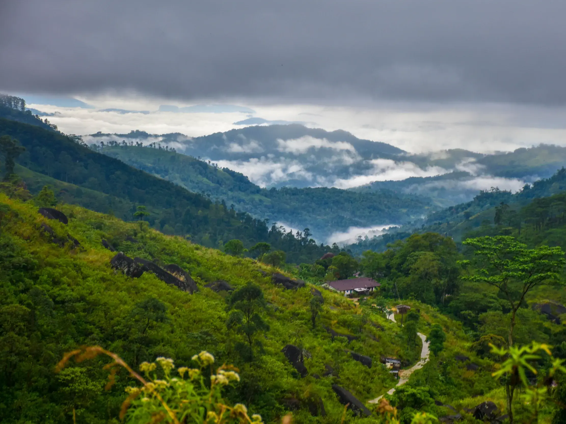 Ein Wanderpfad führt durch die grünen, nebelverhangenen Berge der Knuckles Range in Sri Lanka zu einem abgelegenen Camp.
