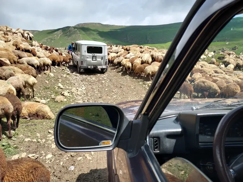 Geländewagen stoppen für eine große Schafherde auf einer Schotterpiste in den grünen Bergen des Kaukasus in Aserbaidschan.