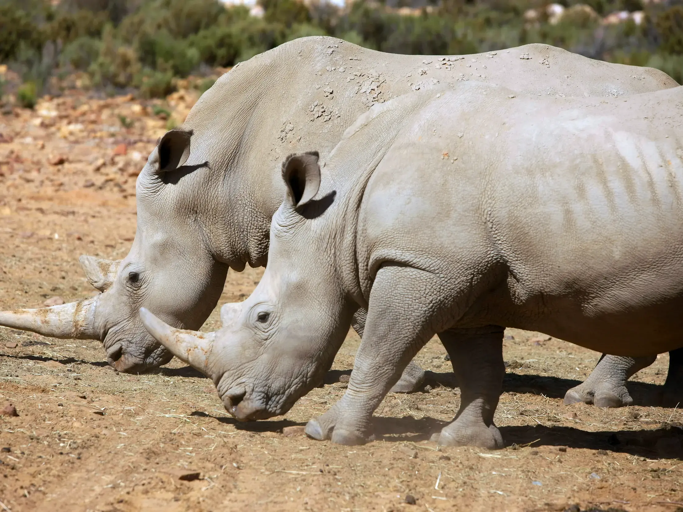 Zwei Breitmaulnashörner, Teil der Big Five, stehen nah beieinander in der trockenen Savanne des Hluhluwe-iMfolozi-Parks.