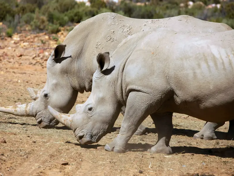 Zwei Breitmaulnashörner, Teil der Big Five, stehen nah beieinander in der trockenen Savanne des Hluhluwe-iMfolozi-Parks.