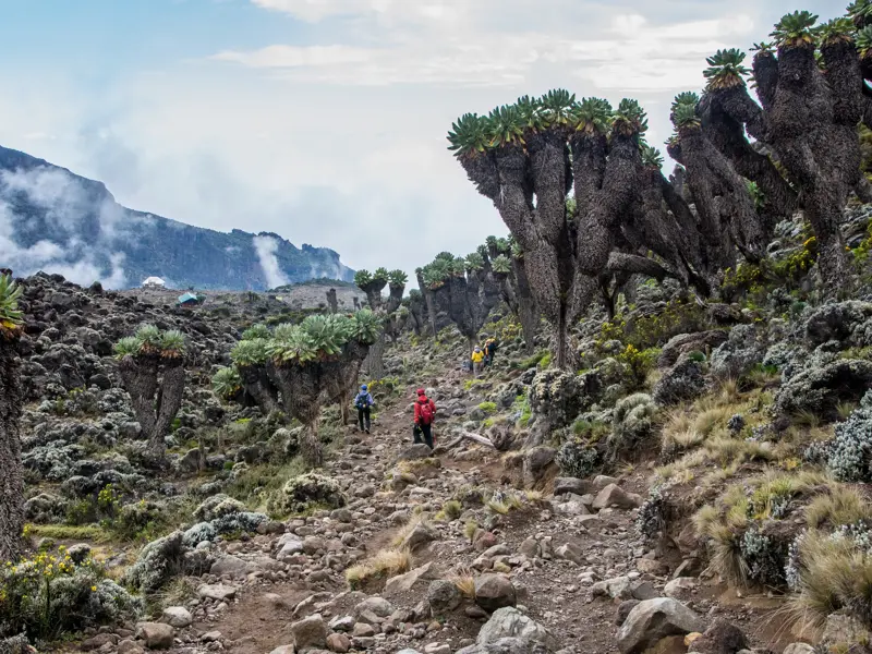 Eine Wandergruppe auf dem felsigen Southern Circuit am Kilimanjaro, umgeben von riesigen Senecien auf dem Weg zum Barranco Camp.