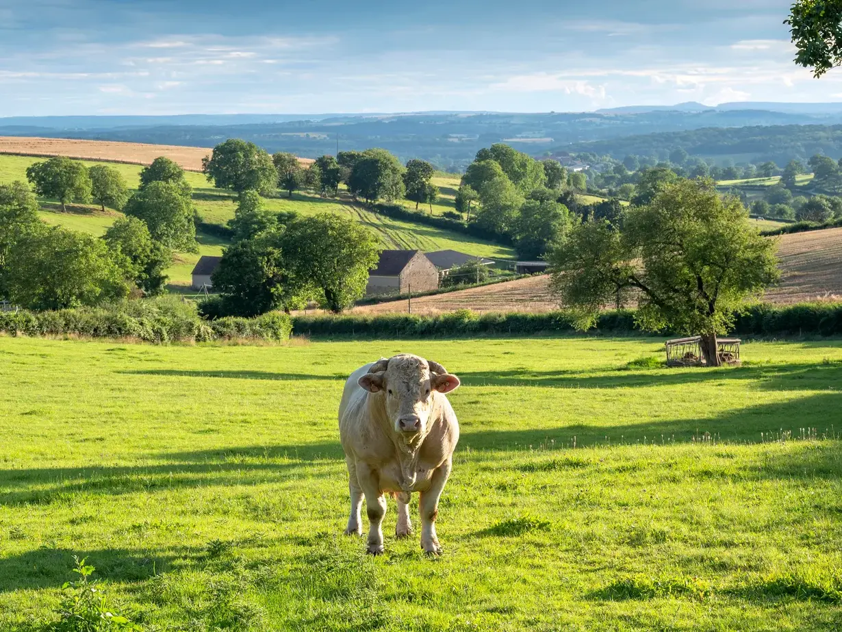 Ein weißes Charolais-Rind auf einer Weide im Brionnais, der ländlichen und hügeligen Region im südlichen Burgund.