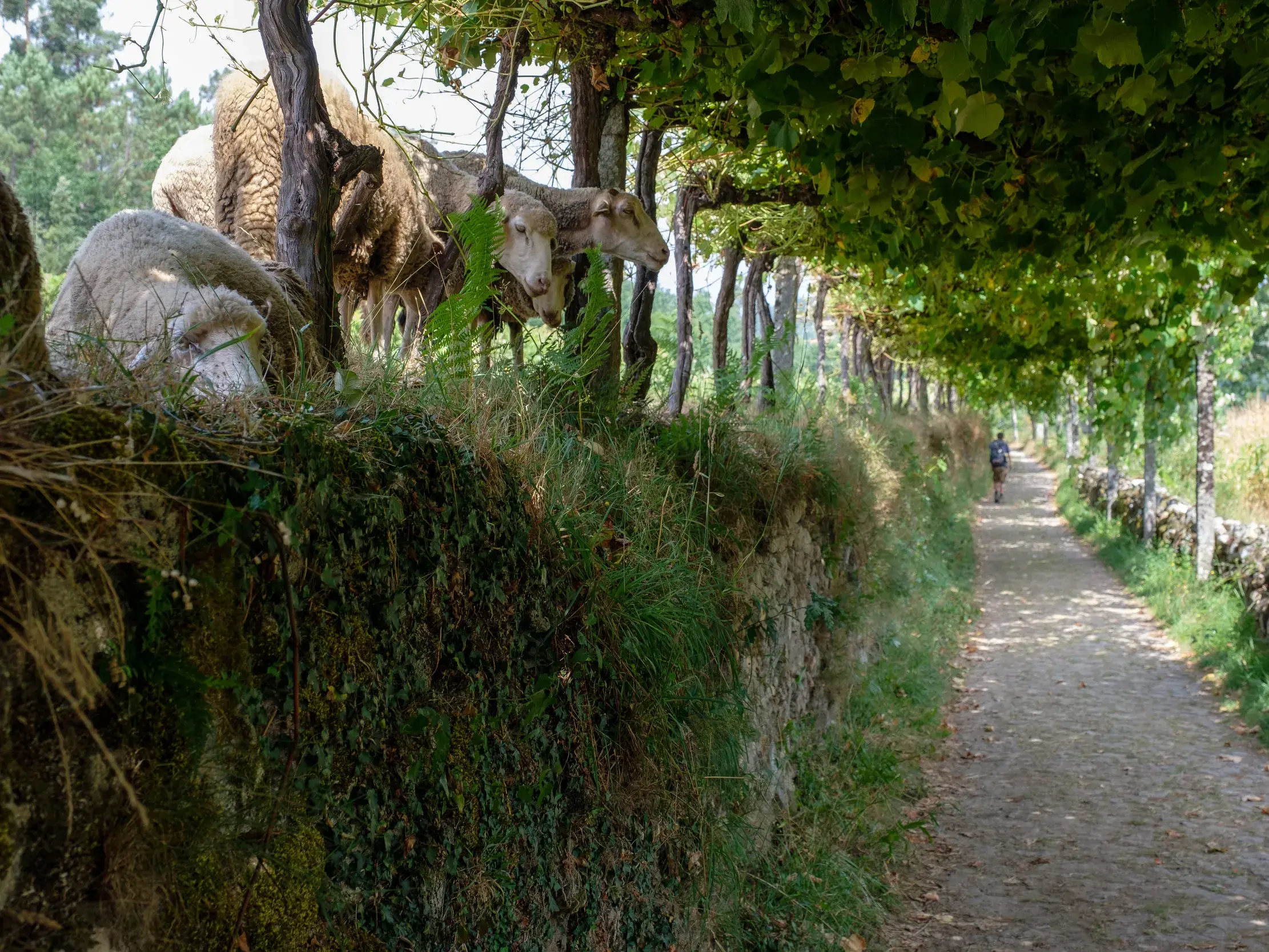 Ein von Weinreben überdachter Feldweg auf dem Jakobsweg in Portugal, an dem eine Schafherde auf einer Steinmauer grast.