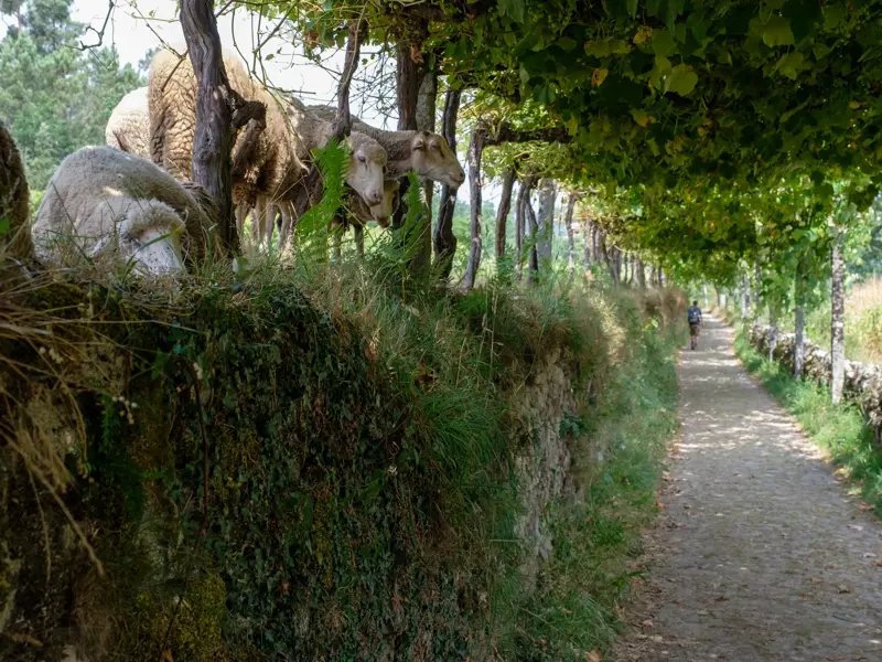 Ein von Weinreben überdachter Feldweg auf dem Jakobsweg in Portugal, an dem eine Schafherde auf einer Steinmauer grast.