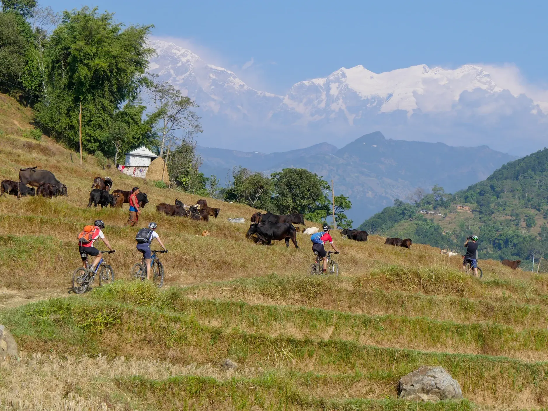 Radreisegruppe auf Mountainbikes fährt durch terrassierte Felder in Nepal, im Hintergrund das schneebedeckte Annapurna-Massiv.