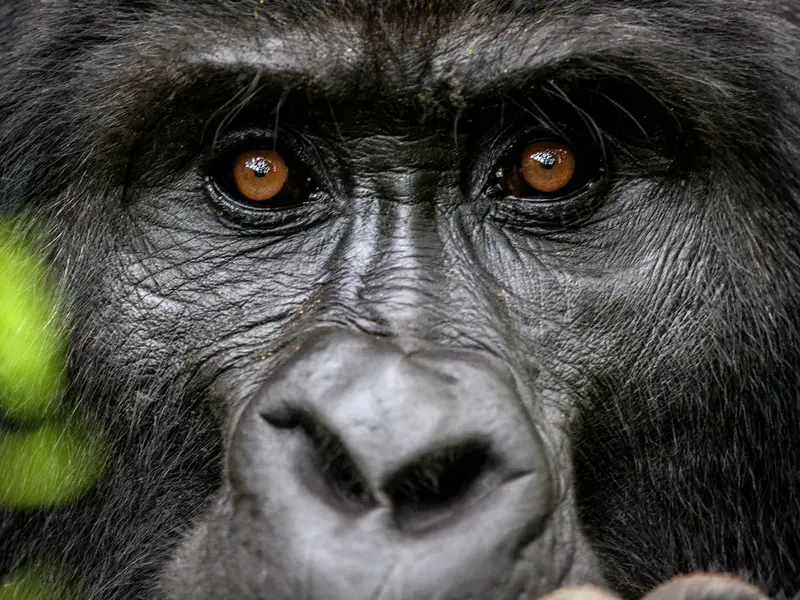Intensiver Blick aus den bernsteinfarbenen Augen eines Berggorillas bei einer Begegnung im Bwindi-Nationalpark, Uganda.