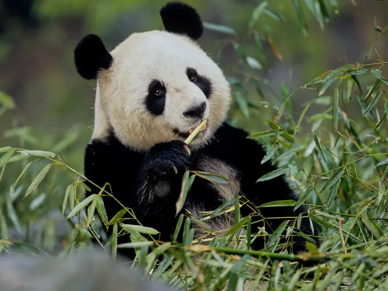 Ein Großer Panda, umgeben von dichtem Bambus, frisst in der Panda-Station der Bifeng-Schlucht genüsslich einen Spross.