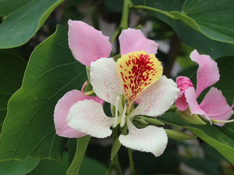 Exotische Orchideenblüte in Weiß, Rosa und Gelb leuchtet bei einer Wanderreise auf La Réunion aus dem grünen Blätterdach.