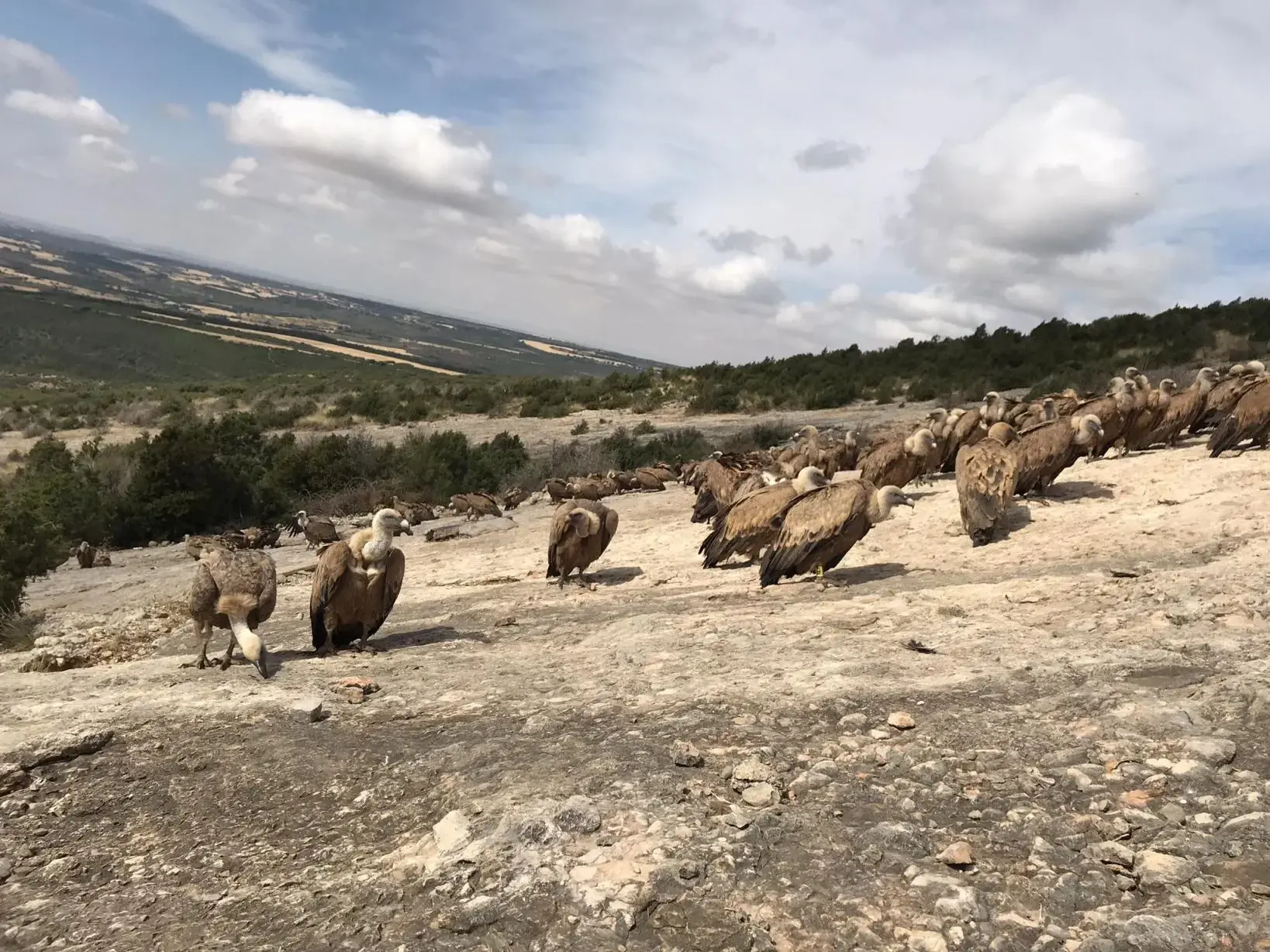 Eine große Kolonie Gänsegeier versammelt sich auf einem Felsplateau in der Berglandschaft der Sierra de Guara in Aragonien.