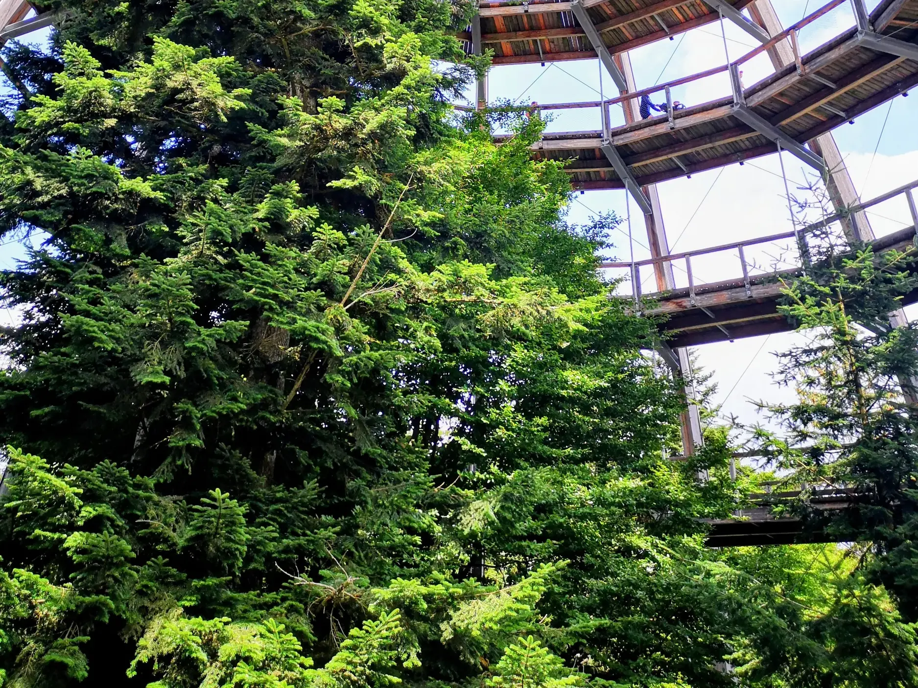 Ein moderner Baumwipfelpfad führt auf einer Holzkonstruktion durch die Wipfel eines dichten, grünen Nadelwaldes.