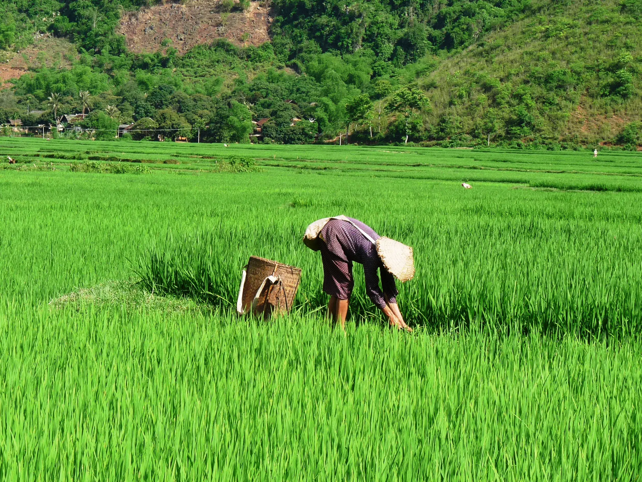 Eine vietnamesische Bäuerin mit traditionellem Kegelhut arbeitet gebückt in den leuchtend grünen Reisterrassen von Mai Chau.