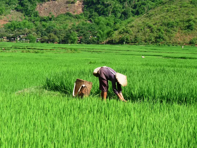 Eine vietnamesische Bäuerin mit traditionellem Kegelhut arbeitet gebückt in den leuchtend grünen Reisterrassen von Mai Chau.