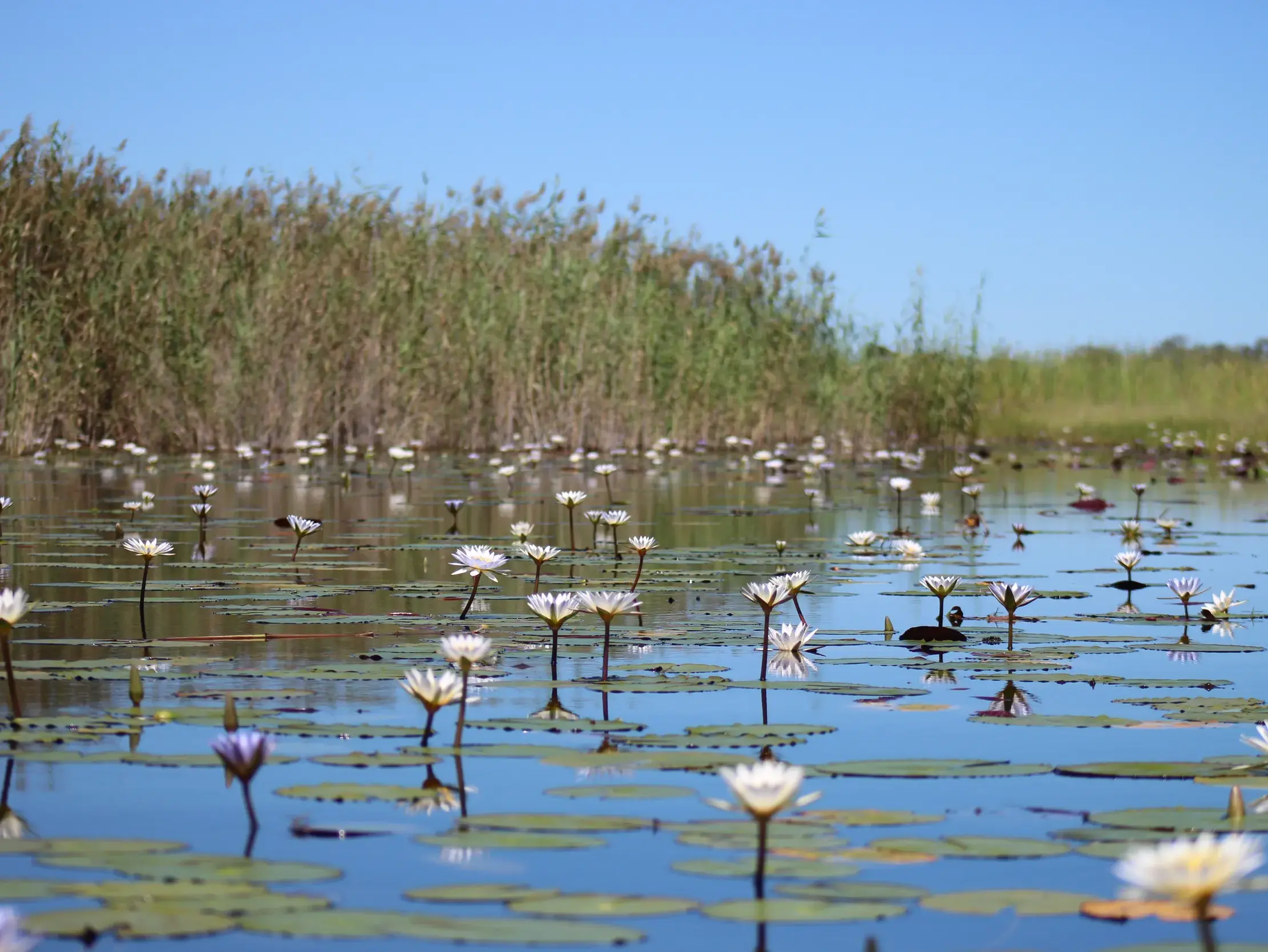 Stiller Wasserweg im Okavango Delta in Botswana, bedeckt mit blühenden weißen Seerosen und grünen Seerosenblättern.