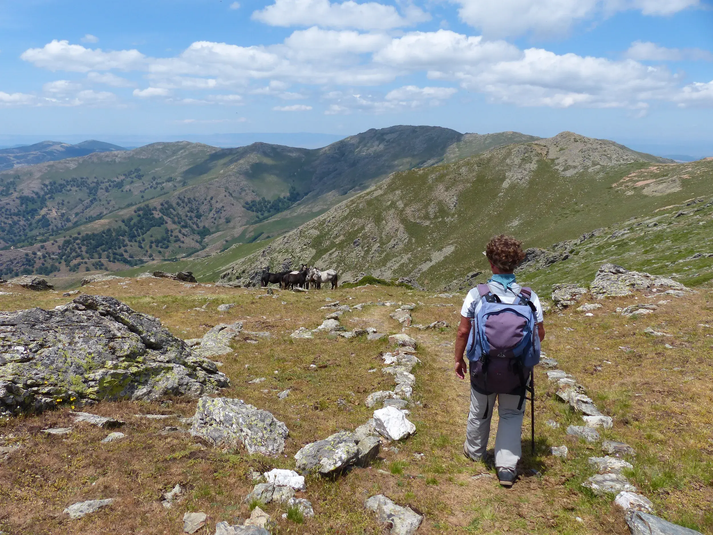 Ein Wanderer mit Rucksack auf einem Bergpfad auf dem Hochplateau Giara. Im Hintergrund grasen Wildpferde in Sardiniens Landschaft.