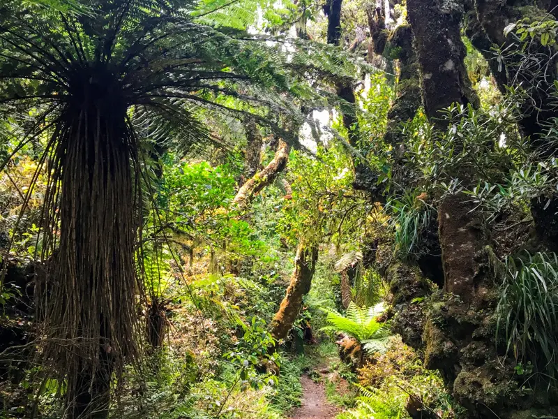 Ein schmaler Wanderpfad führt durch dichten, neuseeländischen Regenwald mit großen Baumfarnen und moosbewachsenen Bäumen.