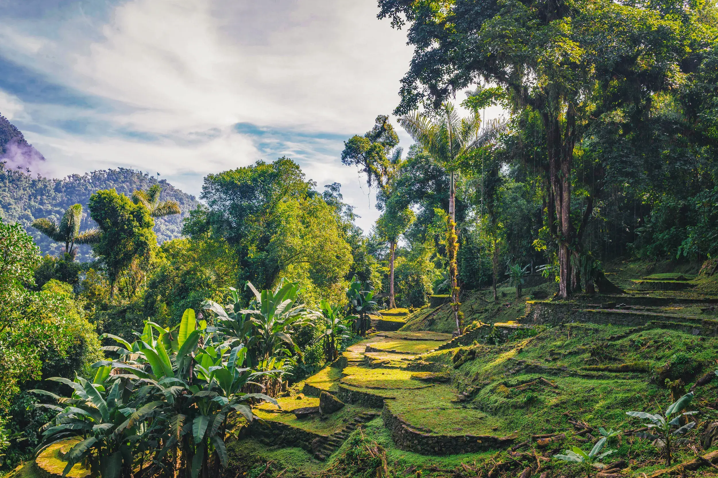Bemooste Steinstufen der Ruinenstätte Ciudad Perdida, umgeben von dichtem Dschungel in der Sierra Nevada de Santa Marta.