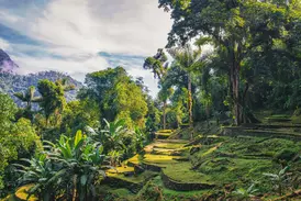 Bemooste Steinstufen der Ruinenstätte Ciudad Perdida, umgeben von dichtem Dschungel in der Sierra Nevada de Santa Marta.