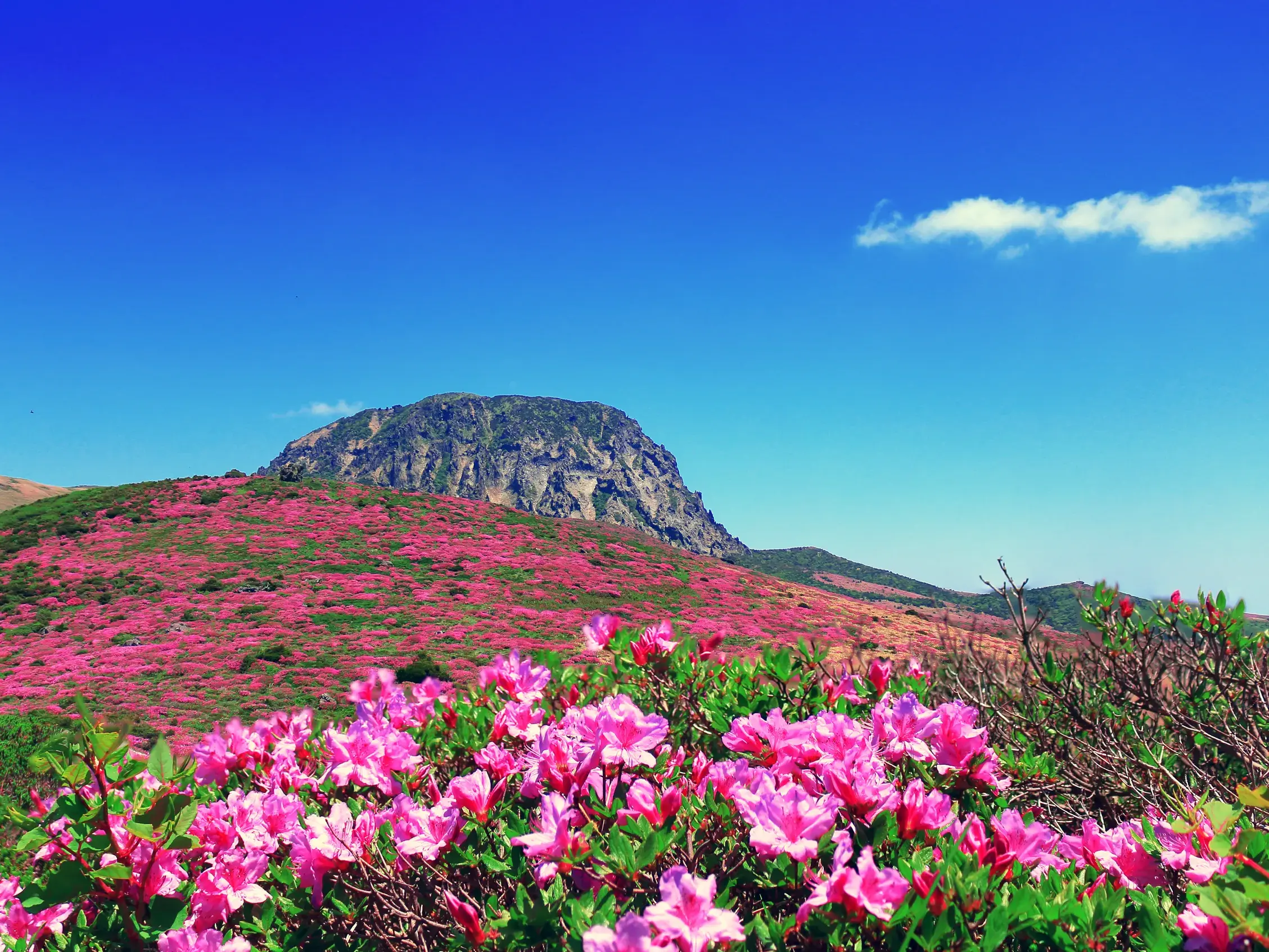 Hügel bedeckt mit leuchtend pinken Azaleen auf der südkoreanischen Insel Jeju vor dem Vulkankrater Seongsan Ilchulbong.