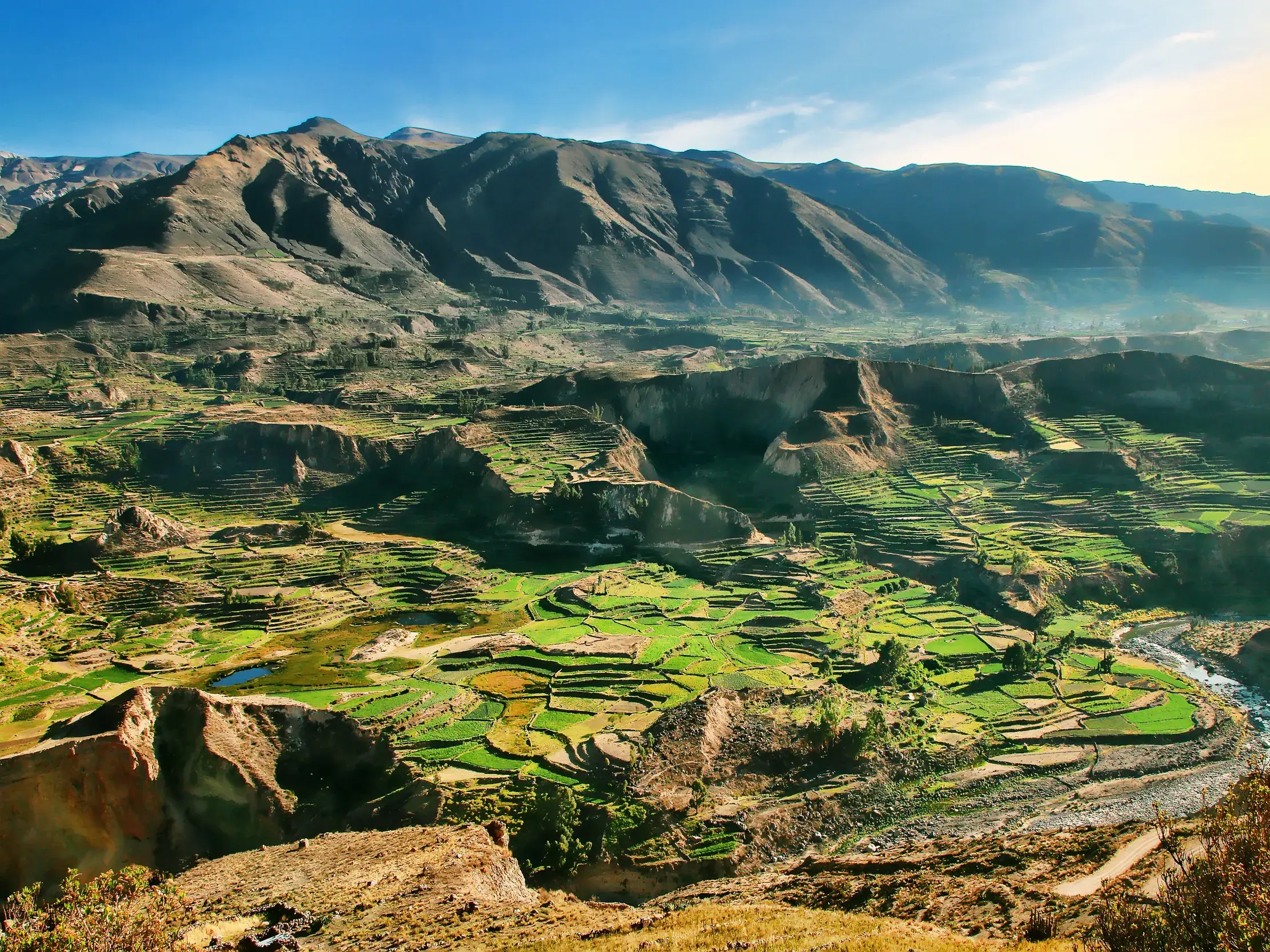 Weitblick über die grünen, terrassierten Felder und den Fluss im Colca-Canyon, eingerahmt von den Anden Perus bei Sonnenlicht.