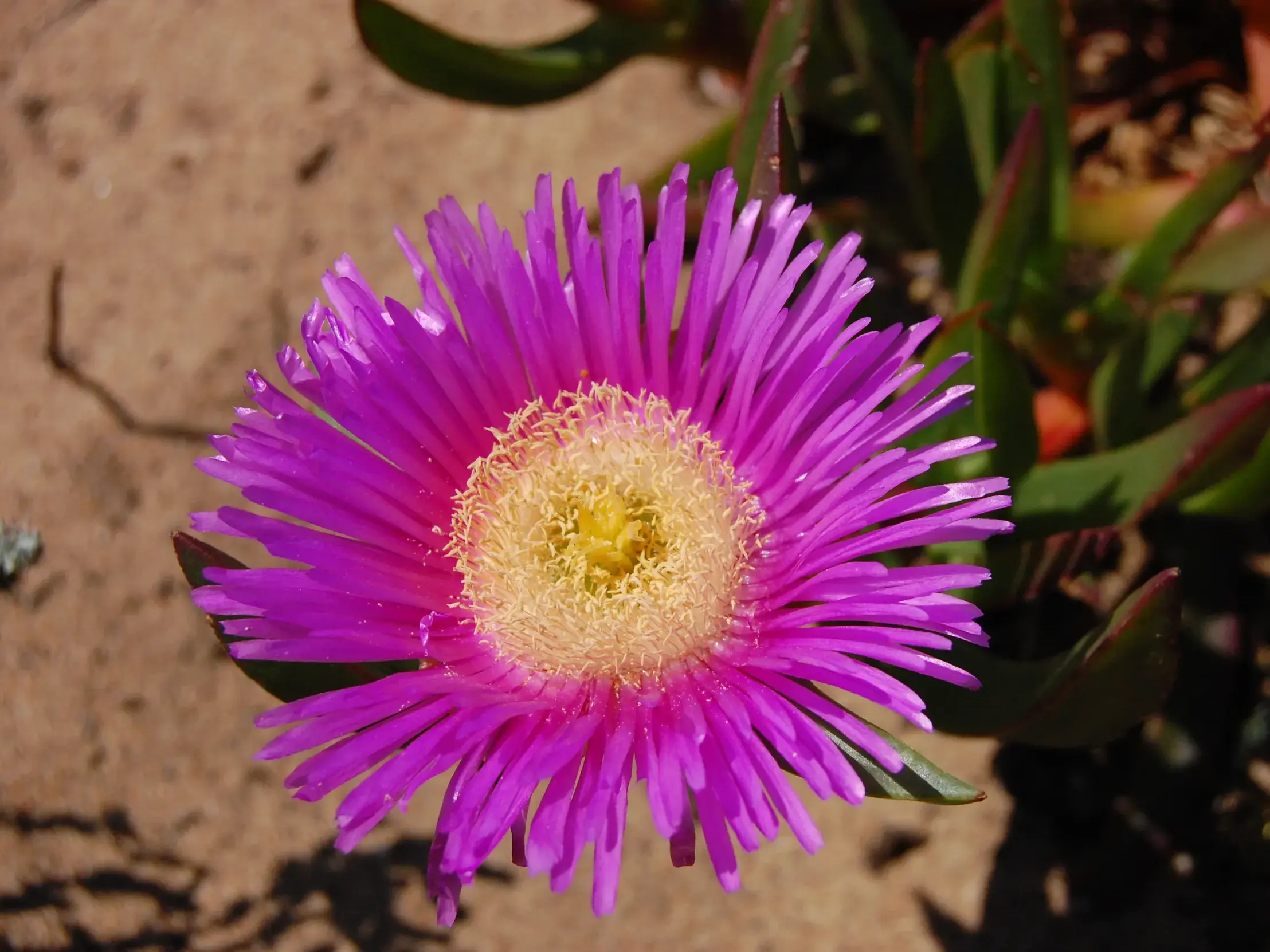 Nahaufnahme einer leuchtend pinken Mittagsblume, die am Wanderweg entlang der sardischen Küste in der Mittelmeermacchia blüht.