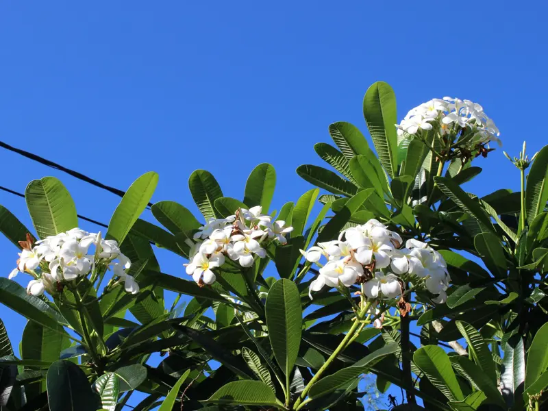 Üppig blühende, weiße Frangipani an einem Baum mit saftig grünen Blättern vor strahlend blauem Himmel auf La Réunion.