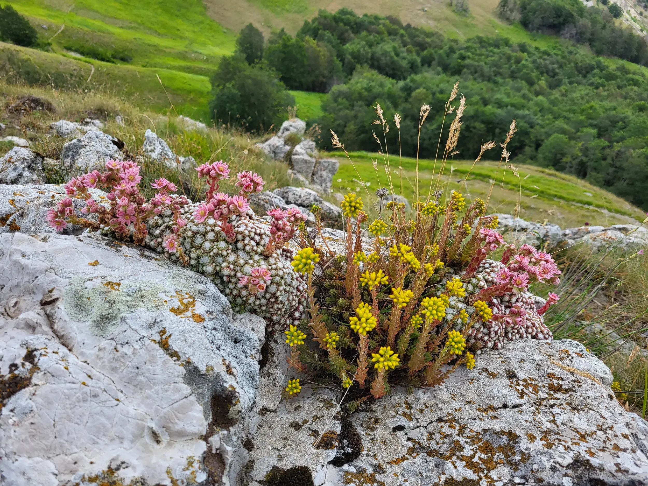Bunte Bergblumen in Rosa und Gelb blühen auf Felsen in der Berglandschaft des Nationalparks Monti Sibillini im Apennin.