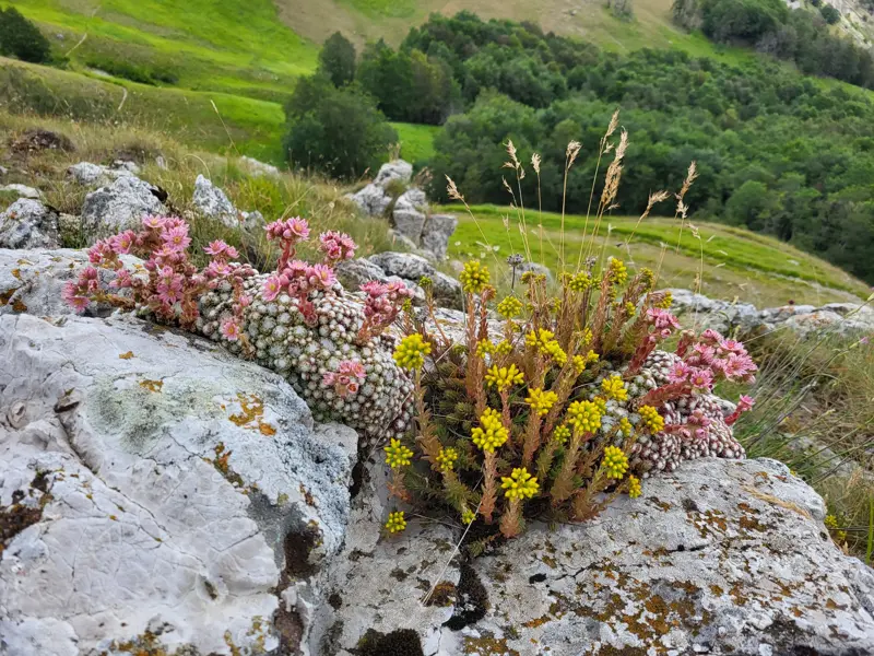 Bunte Bergblumen in Rosa und Gelb blühen auf Felsen in der Berglandschaft des Nationalparks Monti Sibillini im Apennin.