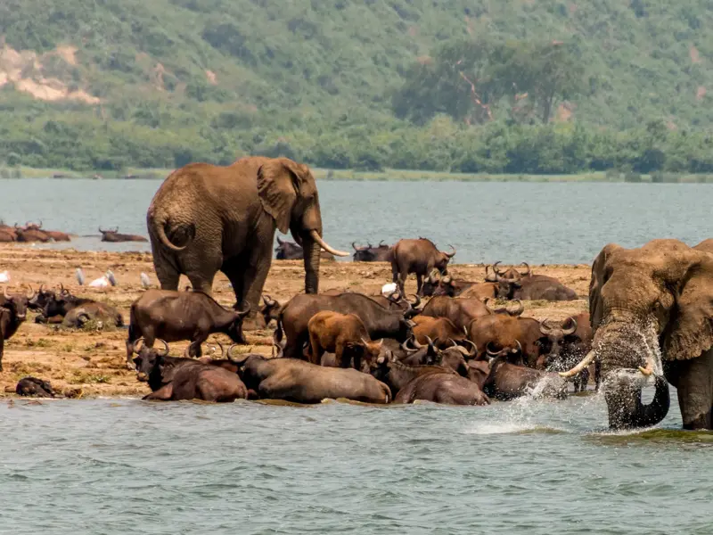 Elefant spritzt Wasser am Kazinga-Kanal, umgeben von einer Büffelherde während einer Safari im Queen-Elizabeth-Nationalpark.