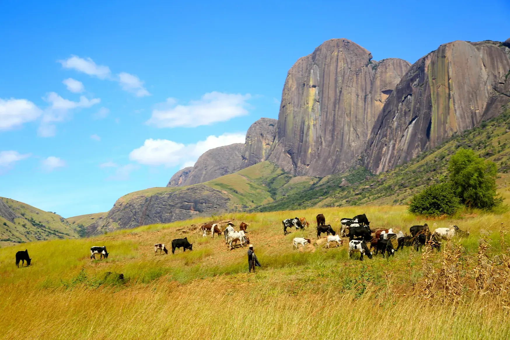 Eine Zebu-Herde grast mit ihrem Hirten auf einer Wiese am Fuße der Granitfelsen des Andringitra-Massivs in Madagaskar.