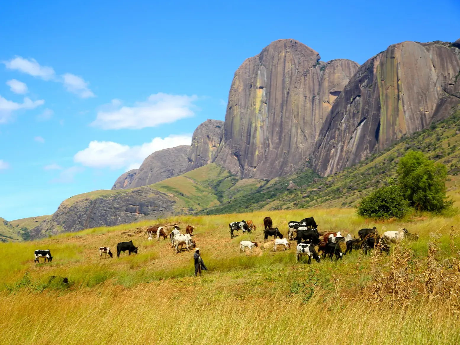 Eine Zebu-Herde grast mit ihrem Hirten auf einer sonnigen Wiese vor der beeindruckenden Felskulisse des Andringitra-Massivs.