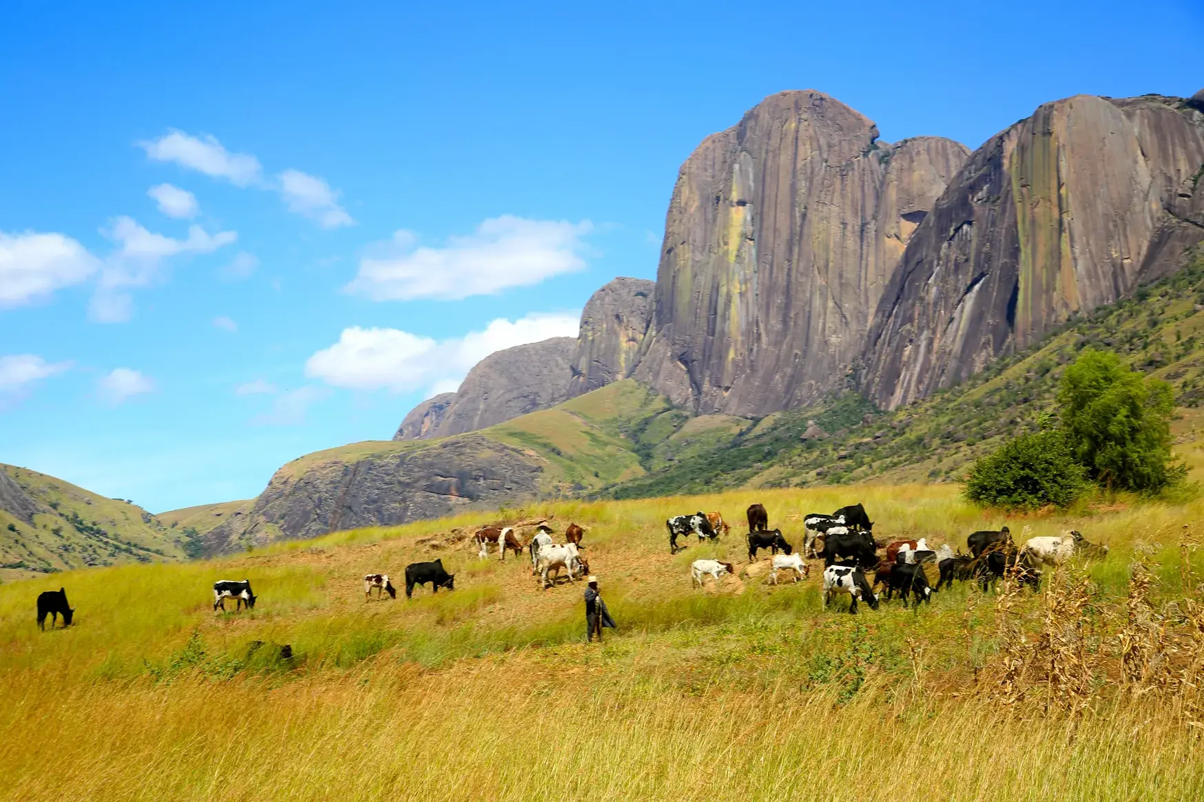 Eine Zebu-Herde grast mit ihrem Hirten auf einer sonnigen Wiese vor der beeindruckenden Felskulisse des Andringitra-Massivs.