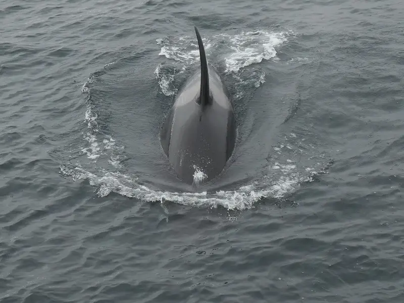 Ein Orca schwimmt an der Wasseroberfläche des Prince William Sound in Alaska, seine hohe Rückenflosse ragt aus dem Wasser.