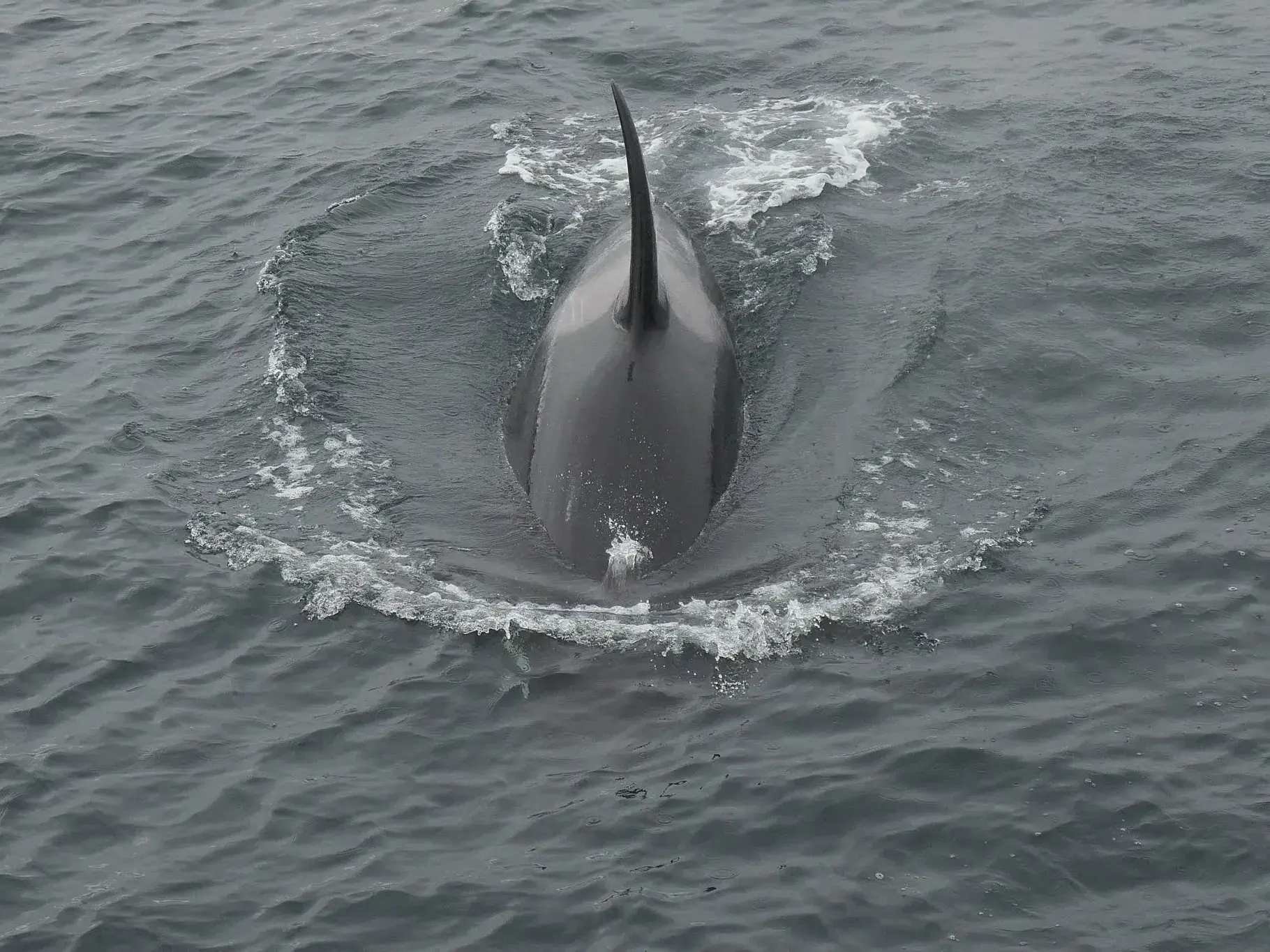 Von oben gesehen schwimmt ein Orca, dessen hohe Rückenflosse das graue, kalte Wasser des Kenai Fjords Nationalparks in Alaska teilt.