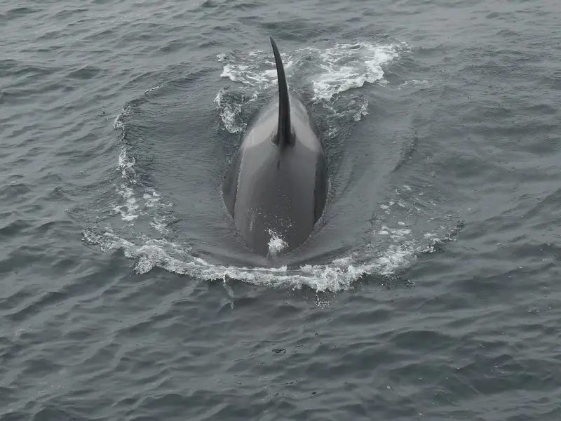 Von oben gesehen schwimmt ein Orca, dessen hohe Rückenflosse das graue, kalte Wasser des Kenai Fjords Nationalparks in Alaska teilt.