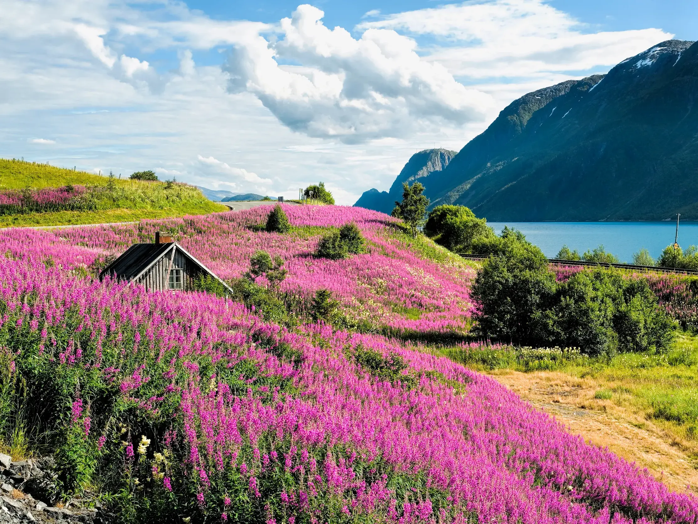 Idyllische Holzhütte in einem Meer aus rosa Weidenröschen an einem Fjord in Norwegens Fjordland bei Sonnenschein.