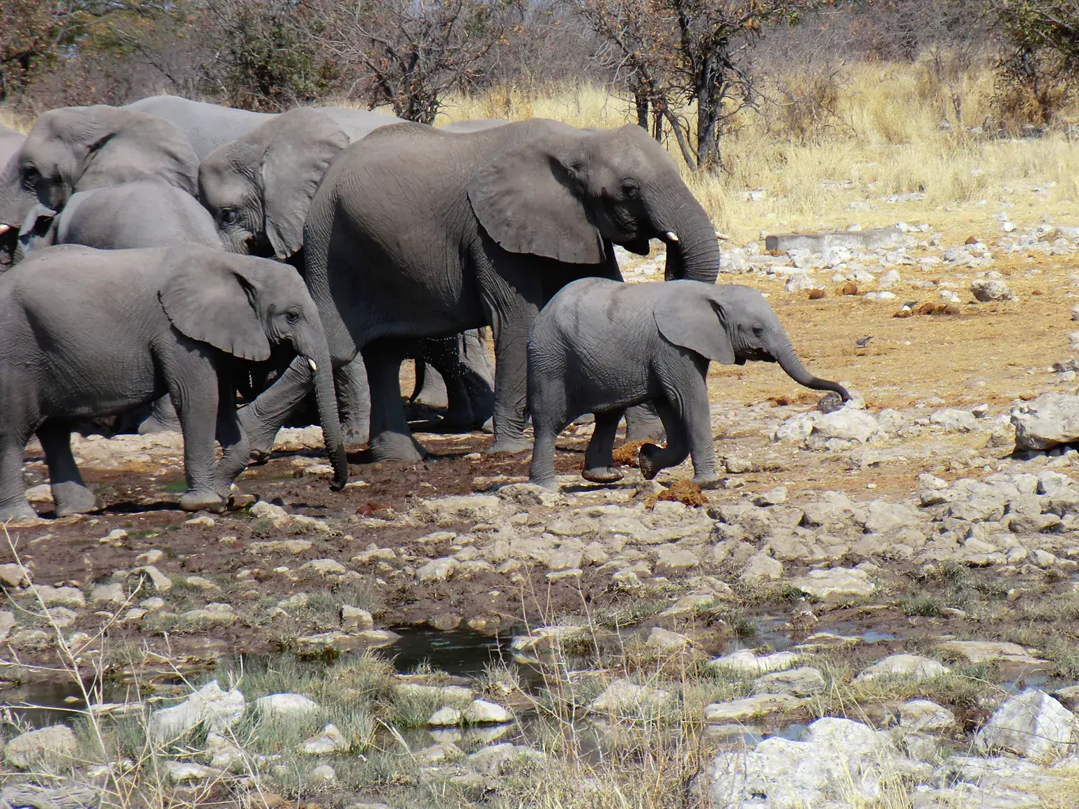 Eine Herde afrikanischer Elefanten mit einem Kalb wandert über felsigen Grund an einem Wasserloch im Etosha Nationalpark.